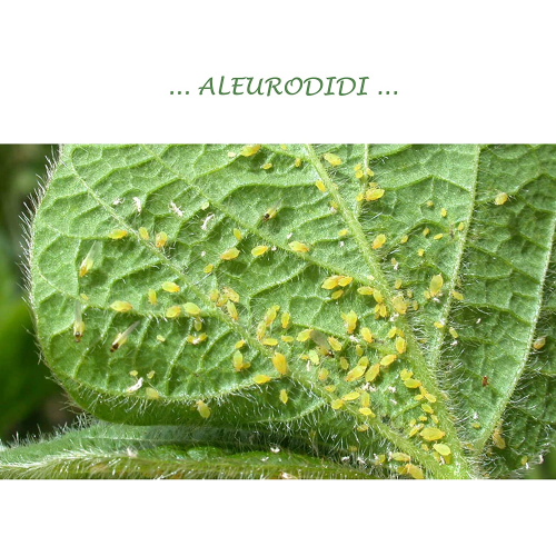 Bio ALT BIO AFID Insetticida biologico afidi mosca bianca concentrato 250 ML 250 ml x 100 lt acqua - immagine 4
