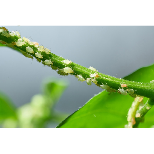 Cifo PIRETRO GARDEN PFnPO Insetticida afidi mosca bianca pronto uso 500 ML - immagine 2