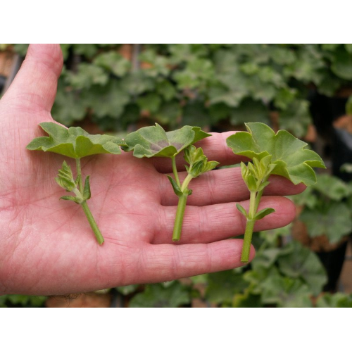 Cifo TALEE Radicante Ammendante polvere biologico 200 GR - immagine 2