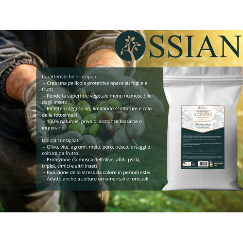 2 X Ossian CAOLINO MICRONIZZATO Rimedio naturale mosca olivo 25 KG - immagine 3