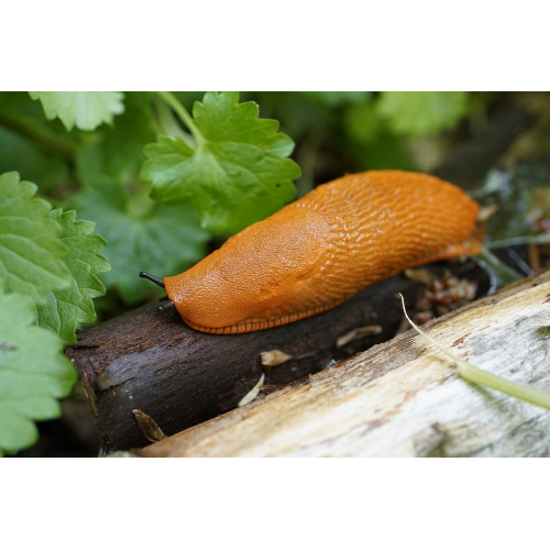 Zapi FERRAMOL PFnPE Esca lumachicida Fosfato ferrico biologico orto 1 KG - immagine 4